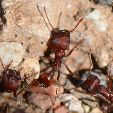 Pogonomyrmex occidentalis — colony photo 68