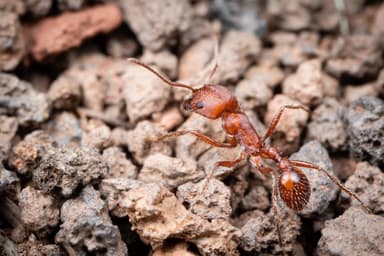 Pogonomyrmex occidentalis — worker photo 69