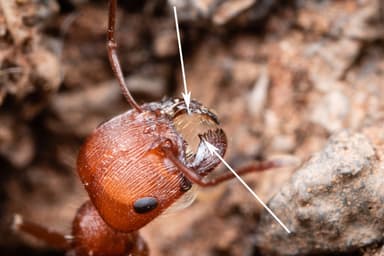 Pogonomyrmex occidentalis — worker photo 71