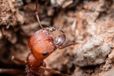 Pogonomyrmex occidentalis — worker photo 72