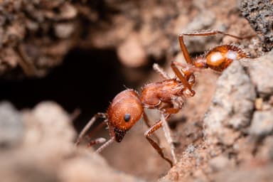 Pogonomyrmex occidentalis — worker photo 73