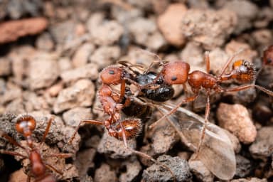 Pogonomyrmex occidentalis — worker photo 75