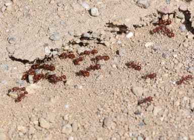 Pogonomyrmex occidentalis photo 5