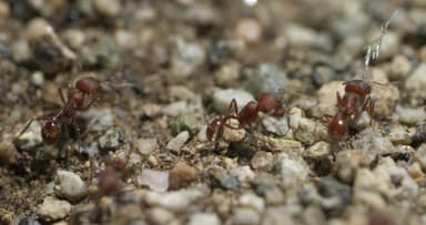 Pogonomyrmex occidentalis photo 7