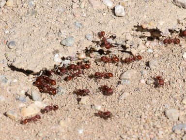 Pogonomyrmex occidentalis photo 8