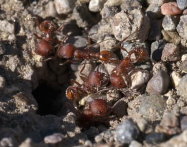 Pogonomyrmex occidentalis photo 10
