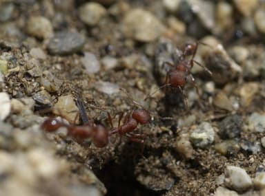 Pogonomyrmex occidentalis photo 11