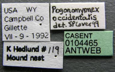 Pogonomyrmex occidentalis photo 13