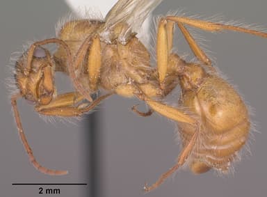 Pogonomyrmex occidentalis — queen photo 14