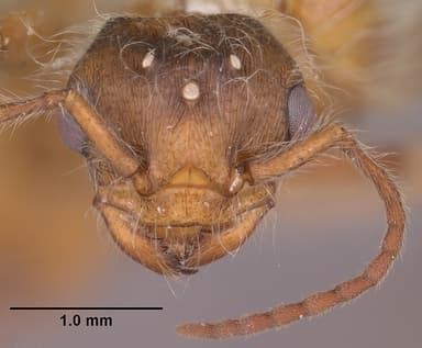 Pogonomyrmex occidentalis — queen photo 15