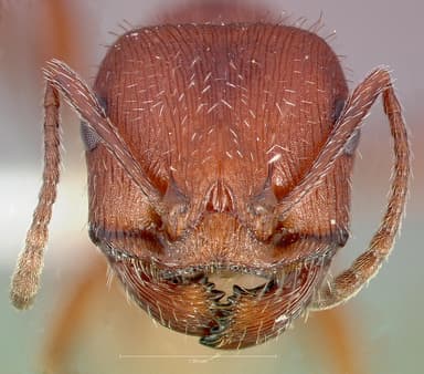 Pogonomyrmex occidentalis — queen photo 16