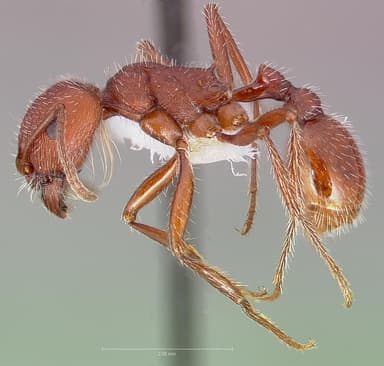 Pogonomyrmex occidentalis — queen photo 17