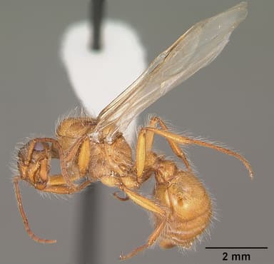 Pogonomyrmex occidentalis — queen photo 18