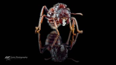 Pogonomyrmex rugosus — queen photo 3