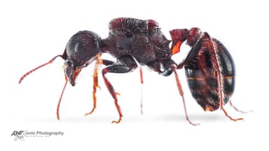 Pogonomyrmex rugosus — queen photo 5
