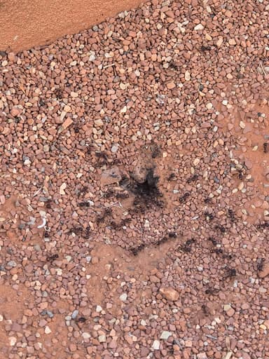 Pogonomyrmex rugosus photo 15