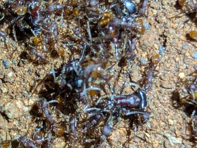 Pogonomyrmex rugosus photo 16