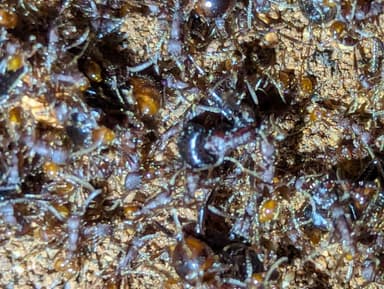 Pogonomyrmex rugosus photo 17