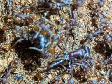 Pogonomyrmex rugosus photo 18
