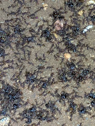 Pogonomyrmex rugosus photo 20