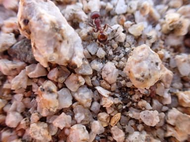 Pogonomyrmex rugosus photo 22