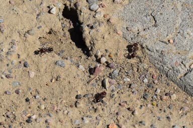 Pogonomyrmex rugosus photo 24
