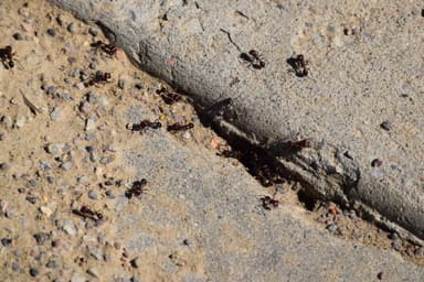Pogonomyrmex rugosus photo 25