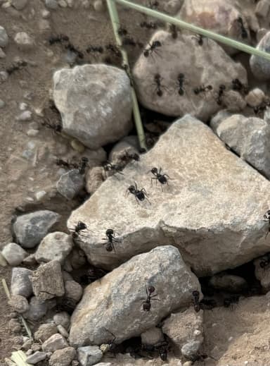Pogonomyrmex rugosus photo 26