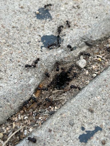 Pogonomyrmex rugosus photo 28