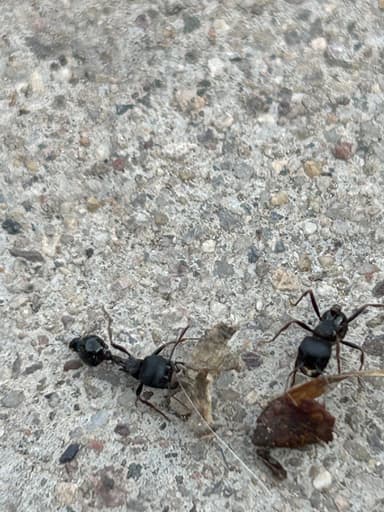 Pogonomyrmex rugosus photo 29