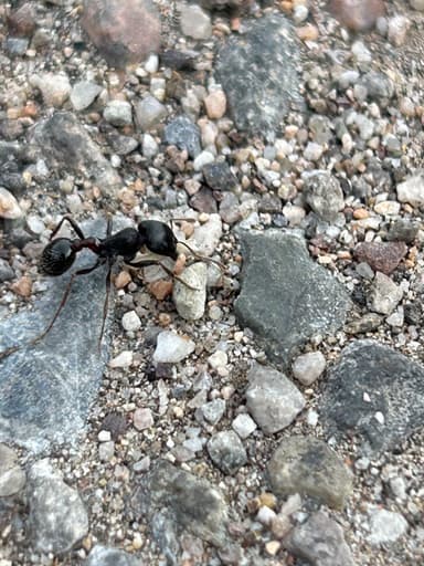 Pogonomyrmex rugosus photo 30