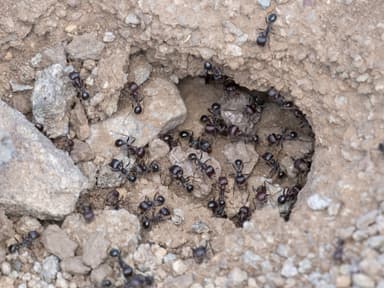 Pogonomyrmex rugosus photo 31