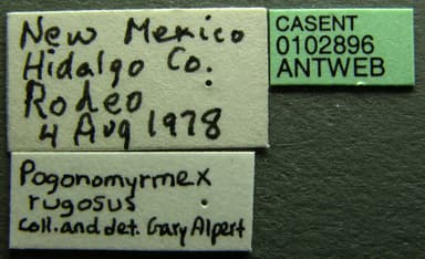 Pogonomyrmex rugosus photo 8