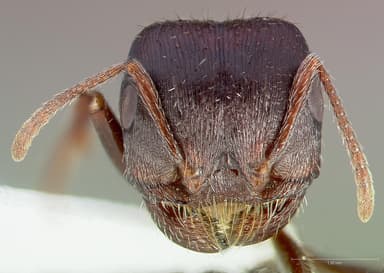 Pogonomyrmex rugosus — queen photo 9