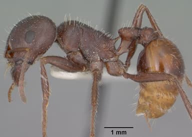 Pogonomyrmex rugosus — queen photo 10