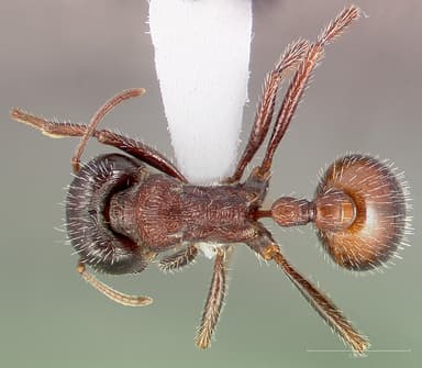 Pogonomyrmex rugosus — queen photo 14