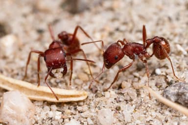 Pogonomyrmex subdentatus — worker photo 14