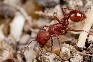 Pogonomyrmex subdentatus — worker photo 15