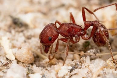 Pogonomyrmex subdentatus — worker photo 16