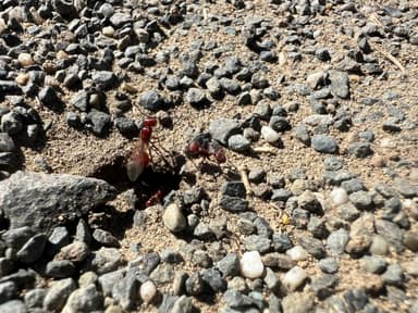 Pogonomyrmex subdentatus photo 18