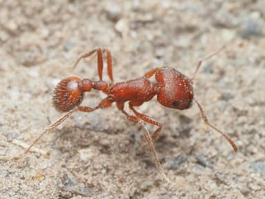 Pogonomyrmex subdentatus — colony photo 24