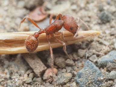 Pogonomyrmex subdentatus — colony photo 25