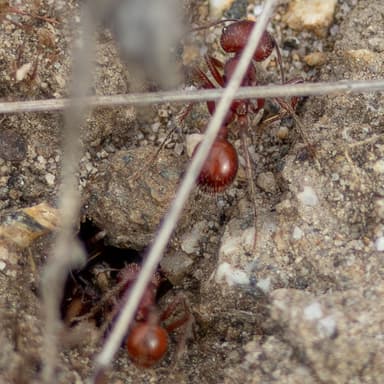 Pogonomyrmex subdentatus photo 27