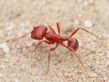 Pogonomyrmex subdentatus photo 31