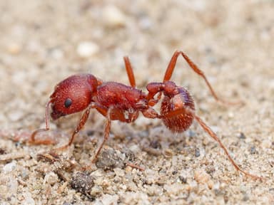 Pogonomyrmex subdentatus photo 32