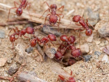 Pogonomyrmex subdentatus photo 34