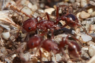 Pogonomyrmex subdentatus photo 39