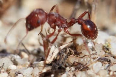 Pogonomyrmex subdentatus photo 41
