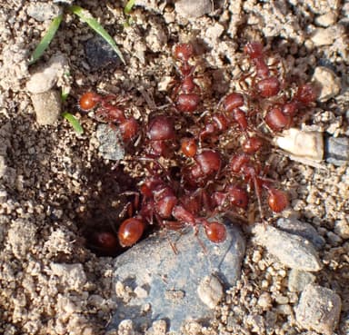 Pogonomyrmex subdentatus photo 42