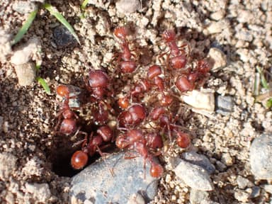 Pogonomyrmex subdentatus photo 43